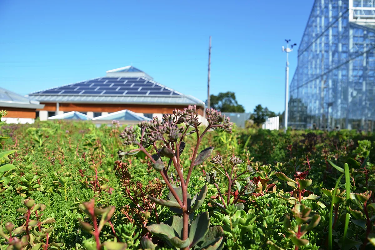 Close up of red and green sedum in the green roof at Nicholas Conservatory.