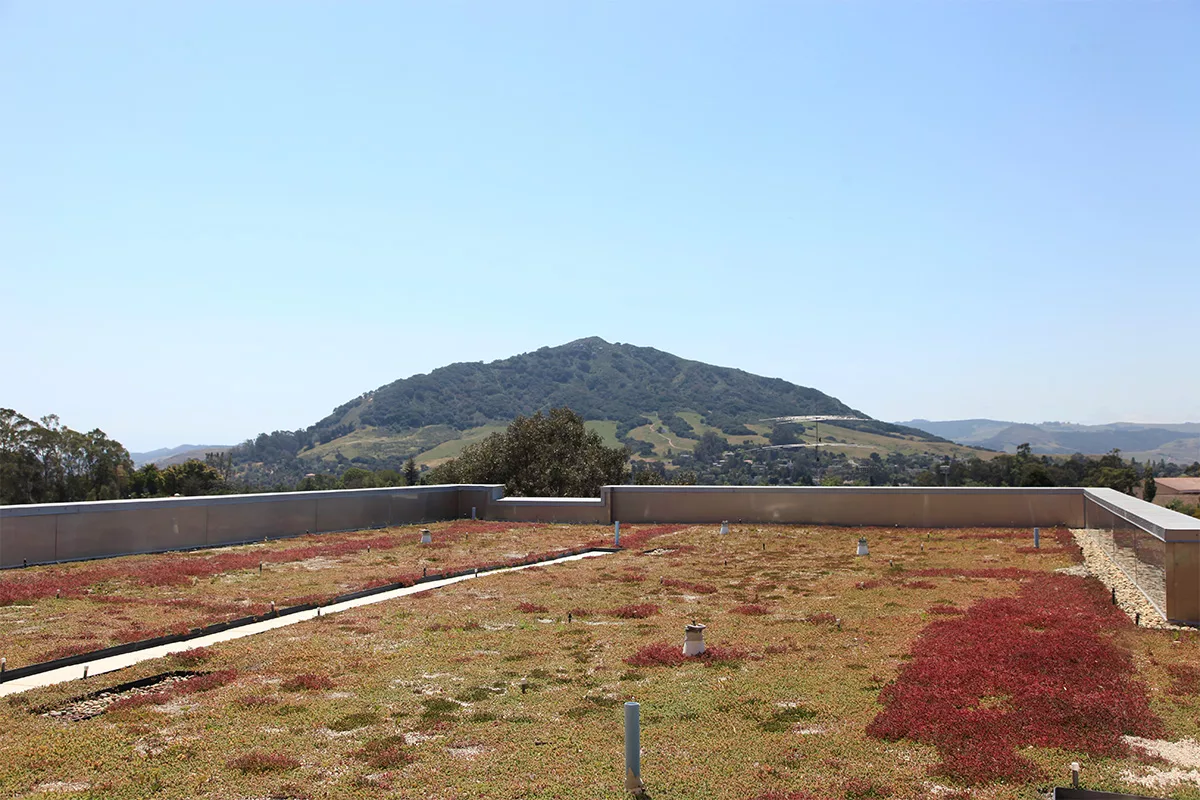 Red and green sedum growing on a living roof.