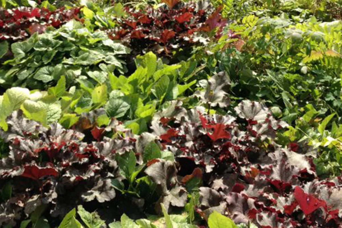 Red and green vegetation.