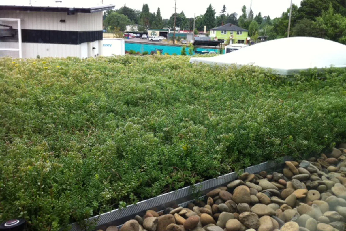 Stones line the edge of a vibrant green rooftop.