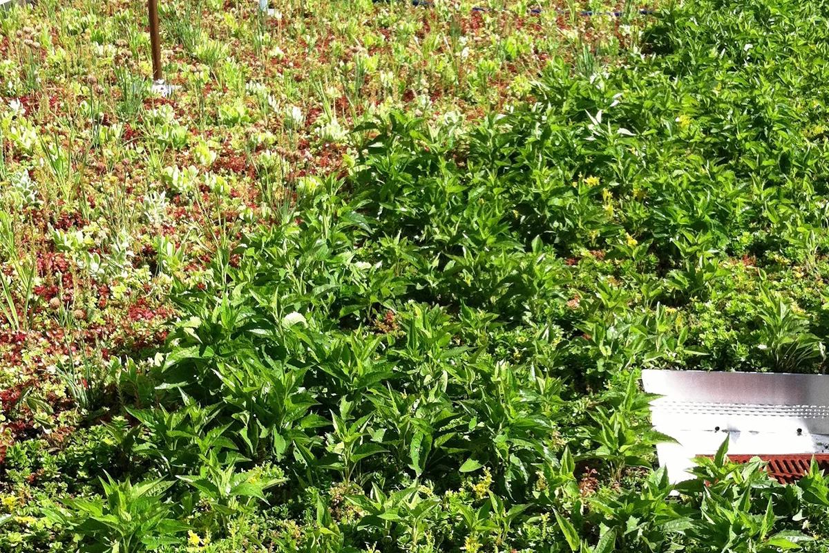 The vibrant green and red sedum on the University of Iowa Pappajohn Biomedical Discovery Building.