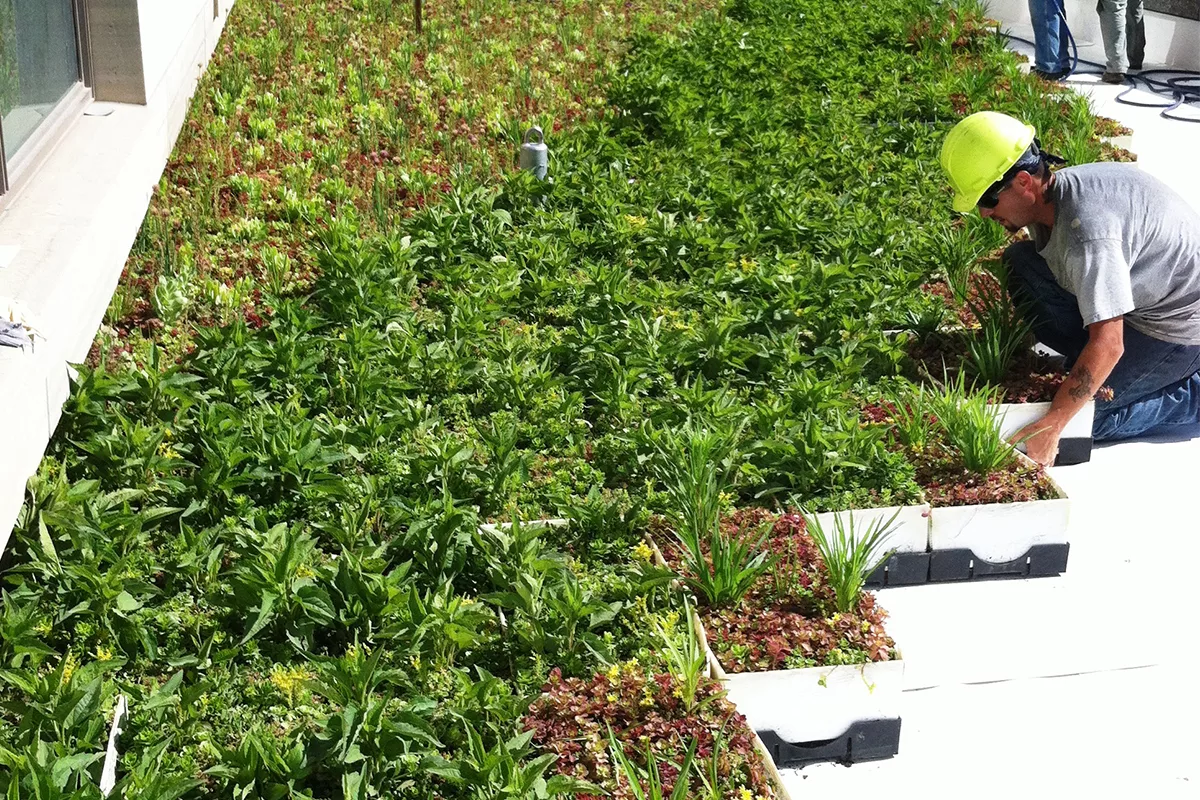 A man placing LiveRoof modules filled with vibrant green and red plants on a roof.