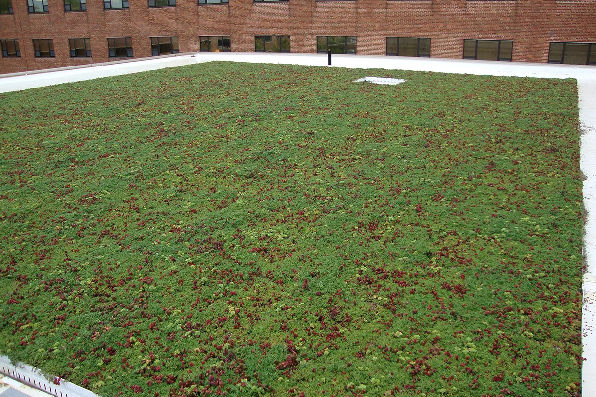 Red and green sedum mix fill a LiveRoof system.