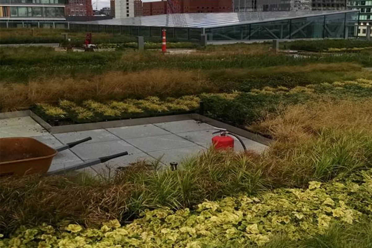 Wheelbarrow and other maintenance tools amidst a vegetated green living roof.