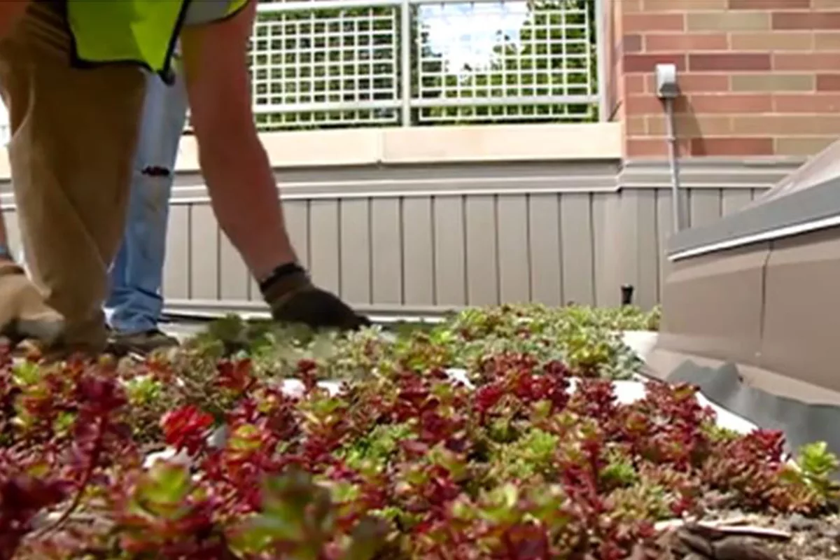 Man installing colorful, vegetated LiveRoof modules at Western Technical College in Lacrosse, Wisconsin.