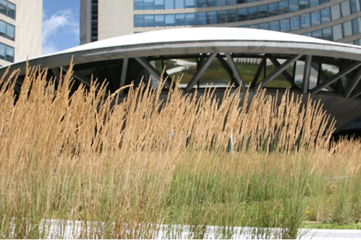 Grasses Blooming on Green Roof on Nathan Phillips Square at Toronto City Hall