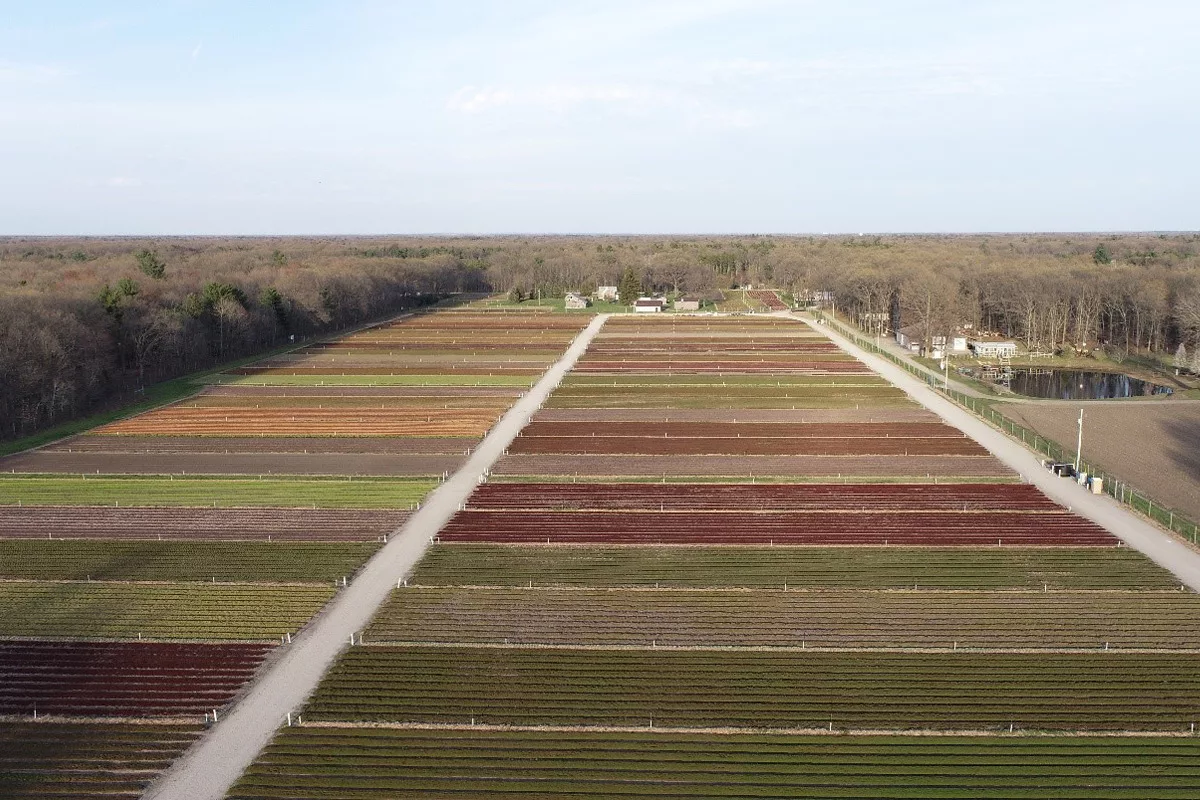 Mother sedum stock beds in Nunica, MI at LiveRoof LLC