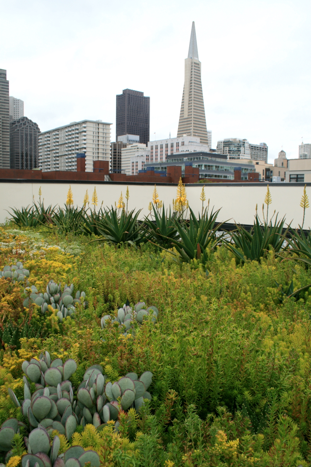 Why Do a Green Roof? Project Feature – Davis Street & Broadway Apartments, San Francisco, CA – Florasource, Ltd